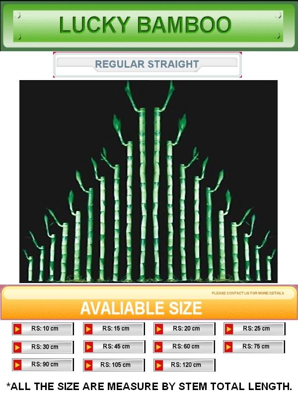 Dracaena Sanderiana (Lucky Bamboo)