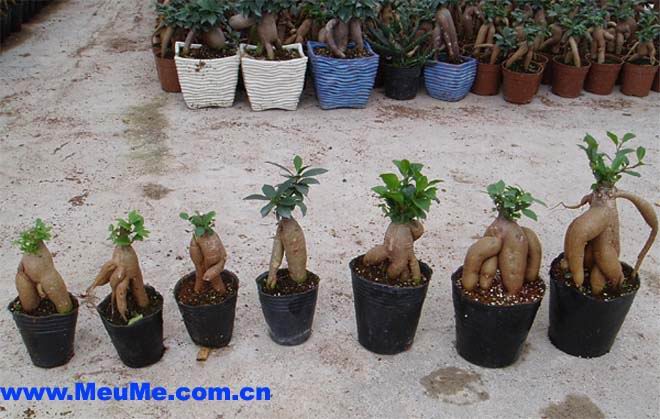 Ficus Microcarpa