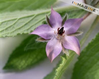 Borage Oil