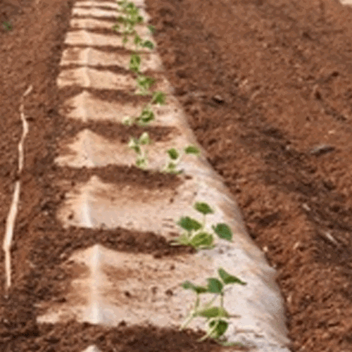 Biodegradable Agricultural Film