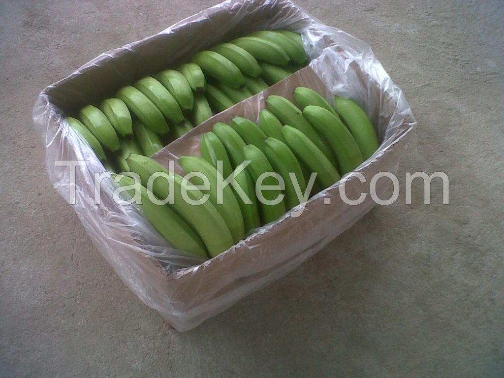 FOB $ 8, 75 Premium Ecuadorian Bananas