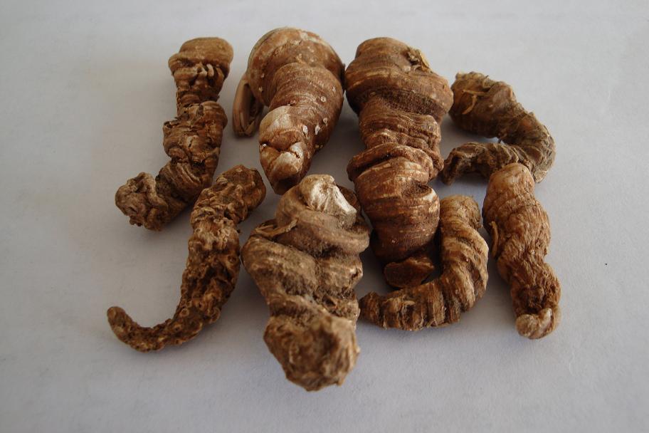 Supply High Quality Paris Rhizome