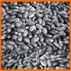 Jatropha seeds supplier and exporter for high germination