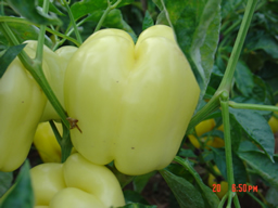 White Sweet Pepper