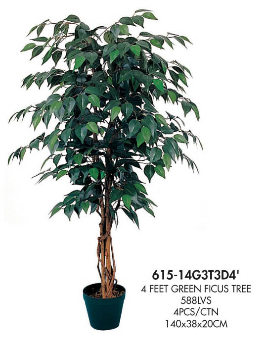 green ficus tree