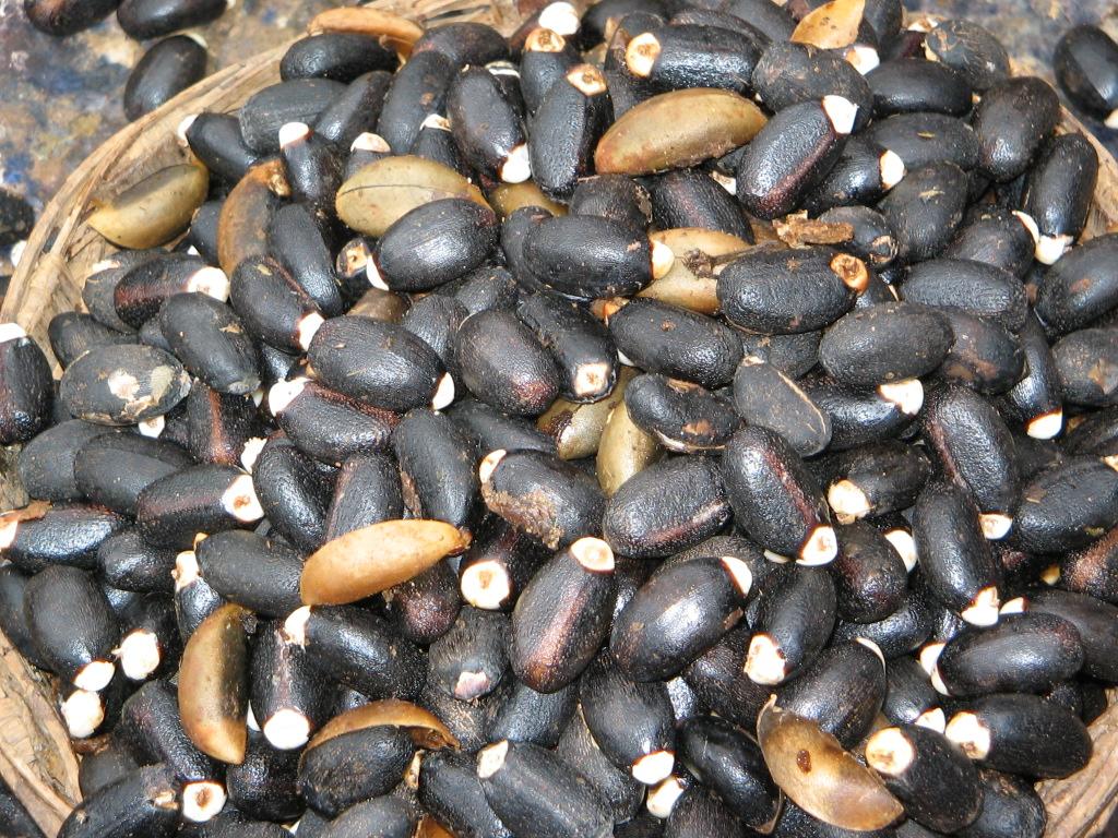 jatropha seed