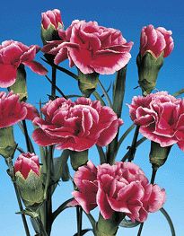 Fresh cut spray carnations