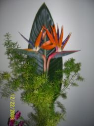 Strelitzia Reginae-Bird of Paradise