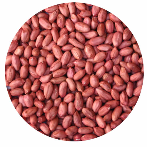 Peanut Kernels