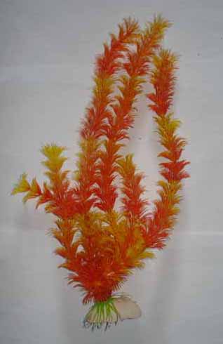 aquarium plants