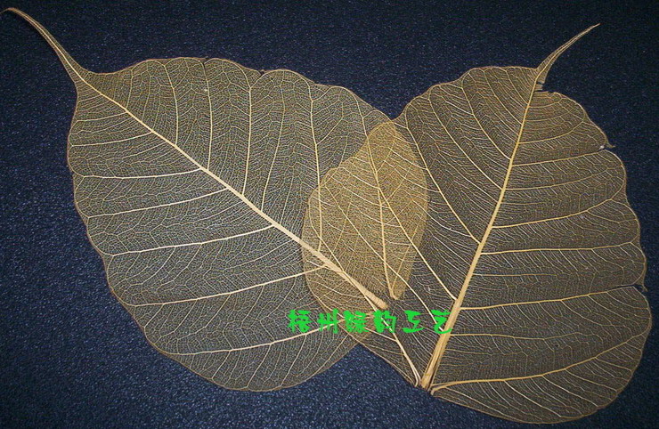 skeleton leaves