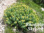 Rhodiola rosea Extract