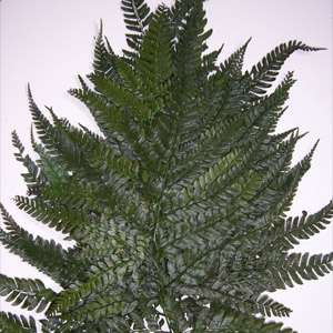 Preserved Leatherleaf Fern