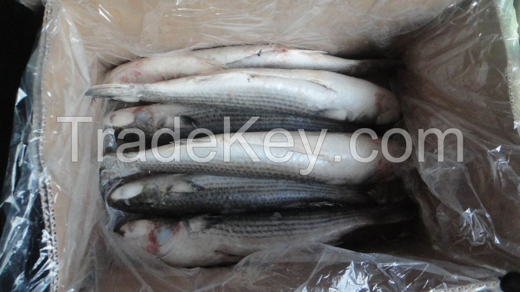 2024 new catching wholesale fresh frozen grey mullet fish