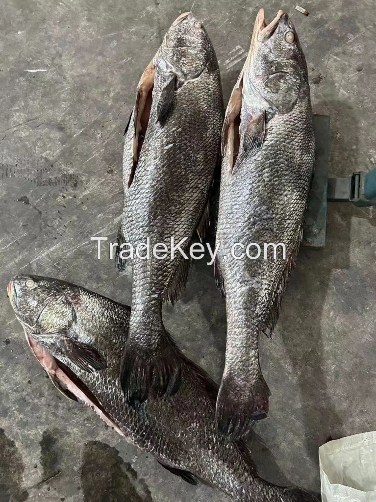 2024 new catch fresh frozen brown croaker gutted miichtys miuuy