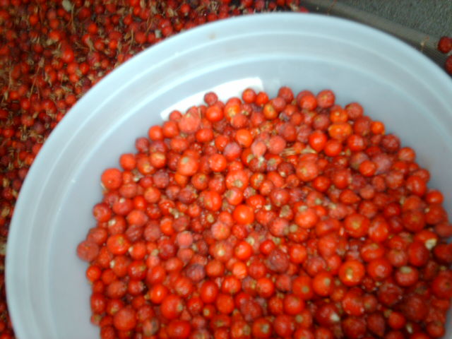 rose hips