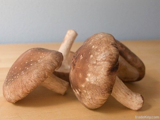 Chinese Shiitake Mushroom