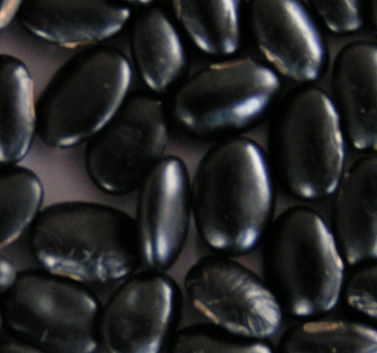 Black Beans