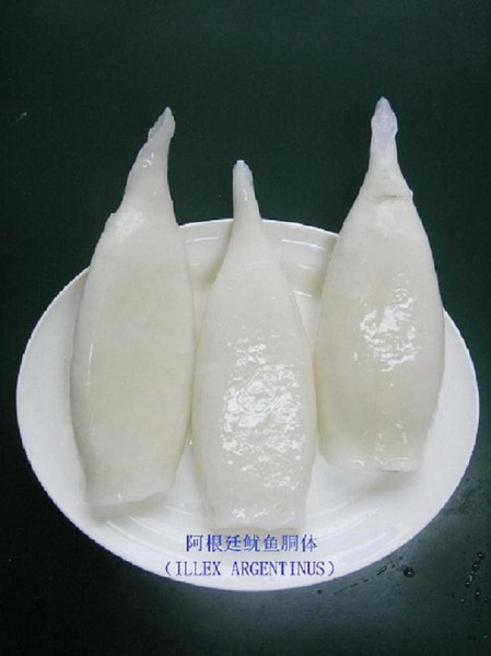 illex squid tube