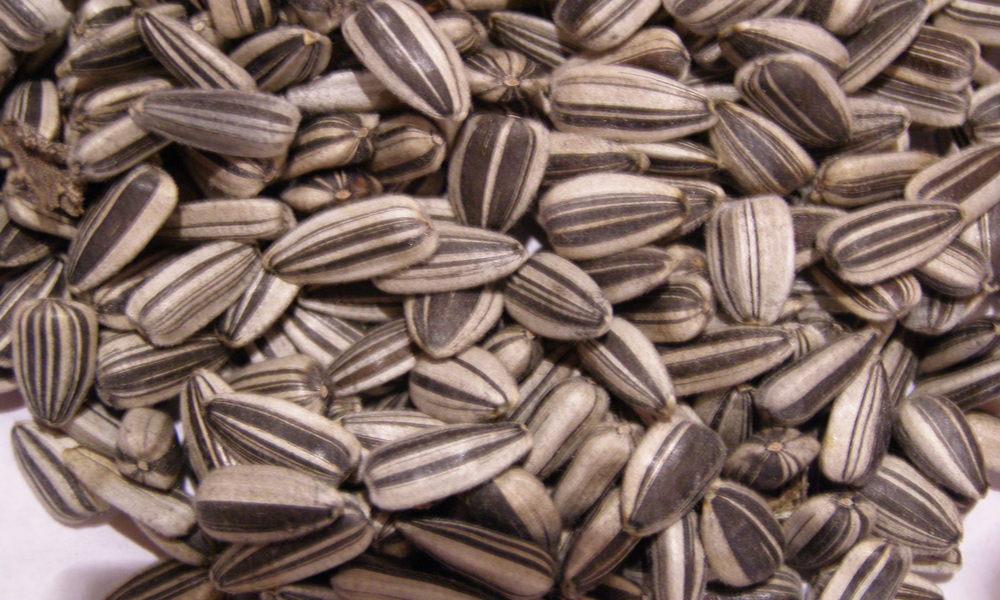 New Crop Sunflower Seeds Suppliers | Sunflower Seed Exporters, | Sunflower Black Seed  | Striped Black Seed | Flowers Seed | Sunflower Kernels