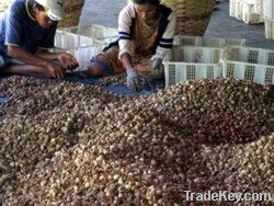 Betel/Candle Nuts