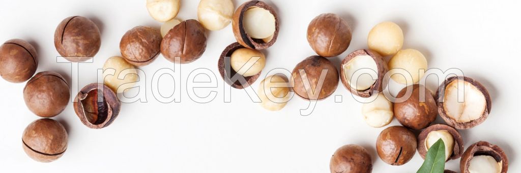 Best Selling Raw Macadamia Nut Kernel