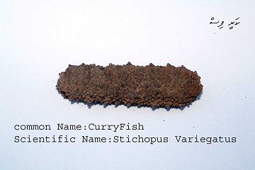 Dried Sea cucumbers