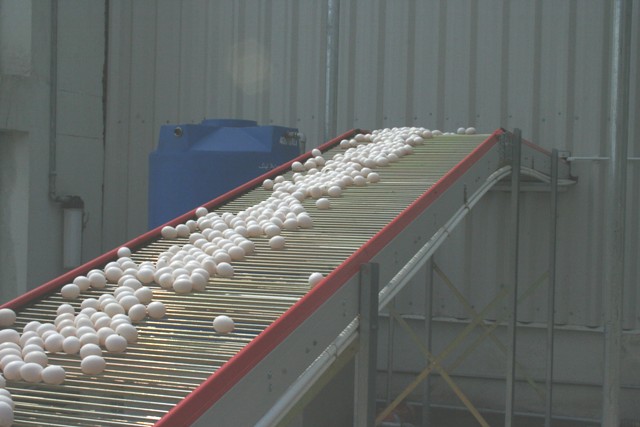 Farm Fresh Eggs