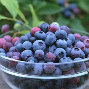 Bilberry Extract