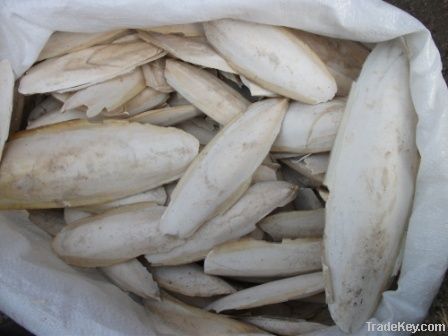 CUTTLE FISH BONES