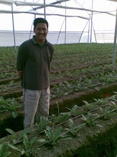 fresh cut flowers : export quality