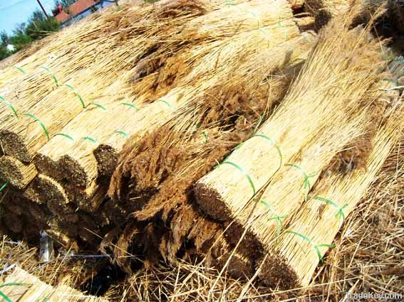 Reed for Thatching