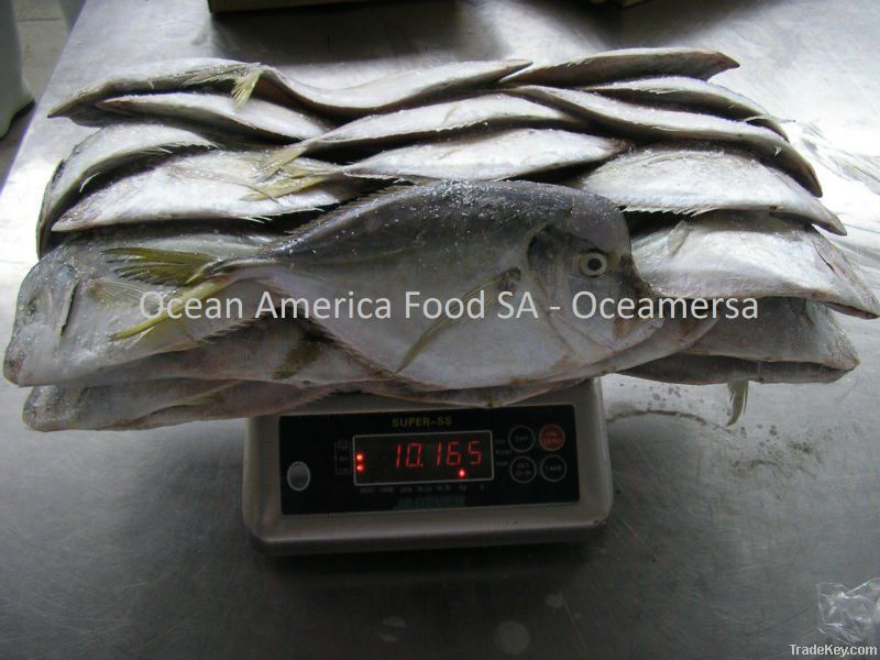 Butterfish - Prepilus Medius - Pampano