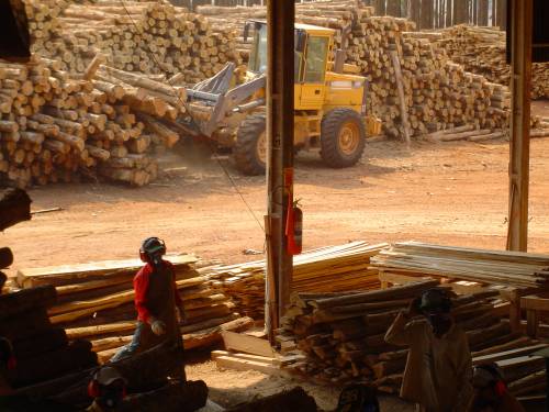 TEAK wood from BRAZIL - wholesaler