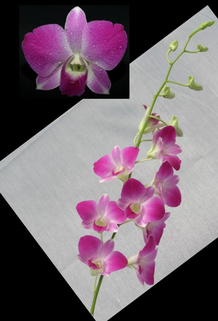 Fresh cut orchid flowers