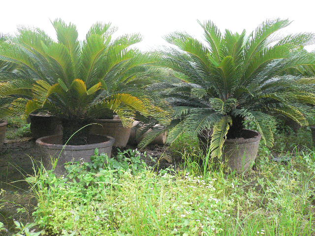 Cycas revoluta