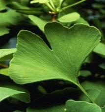 Ginkgo Biloba Extracts