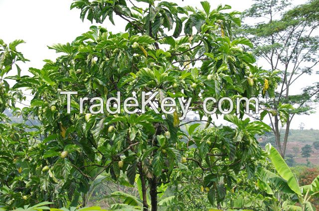 s-noni noni tea(leaf) material bulk