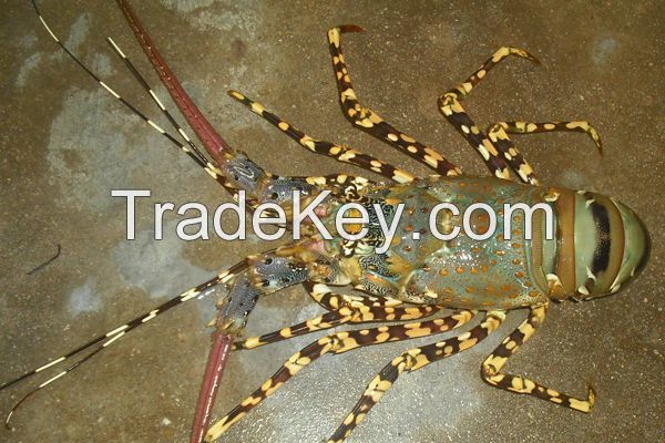 Live Lobster Vietnam Supplier