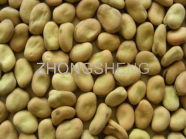 sell Broad beans