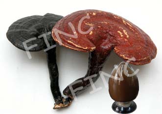 Reishi Spore Powder, Ganoderma Lucidum Powder, Reishi Spore Powder