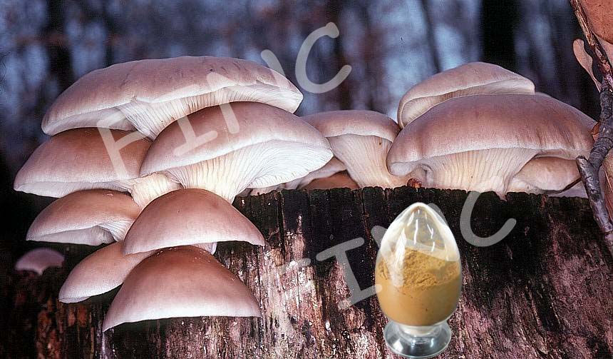 Pleurotus Ostreatus Extract, Oyster Mushroom Extract