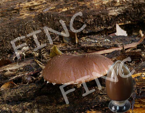 Shiitake Mushroom Extract, Lentinula Edodes Extract