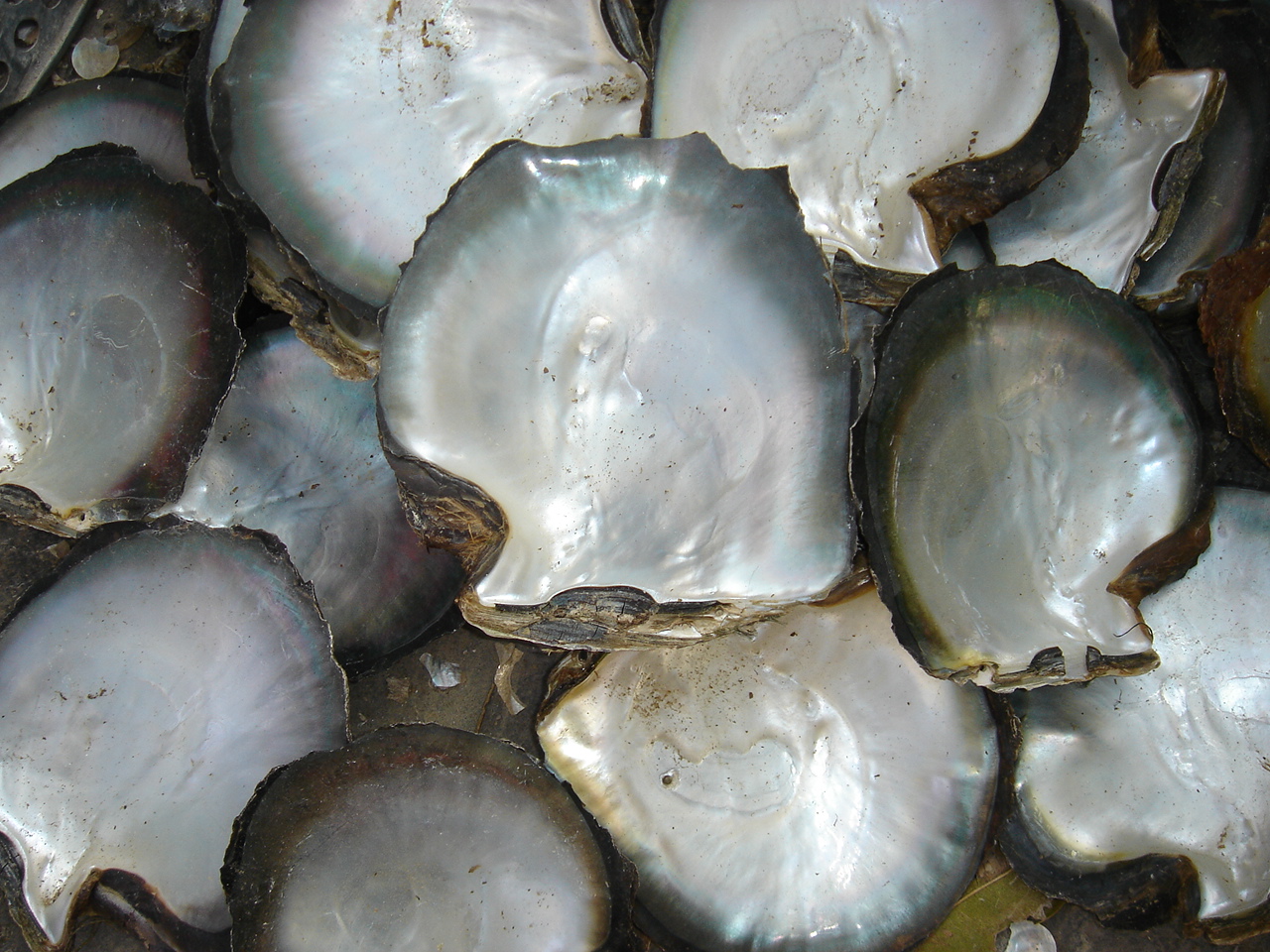 sea shells