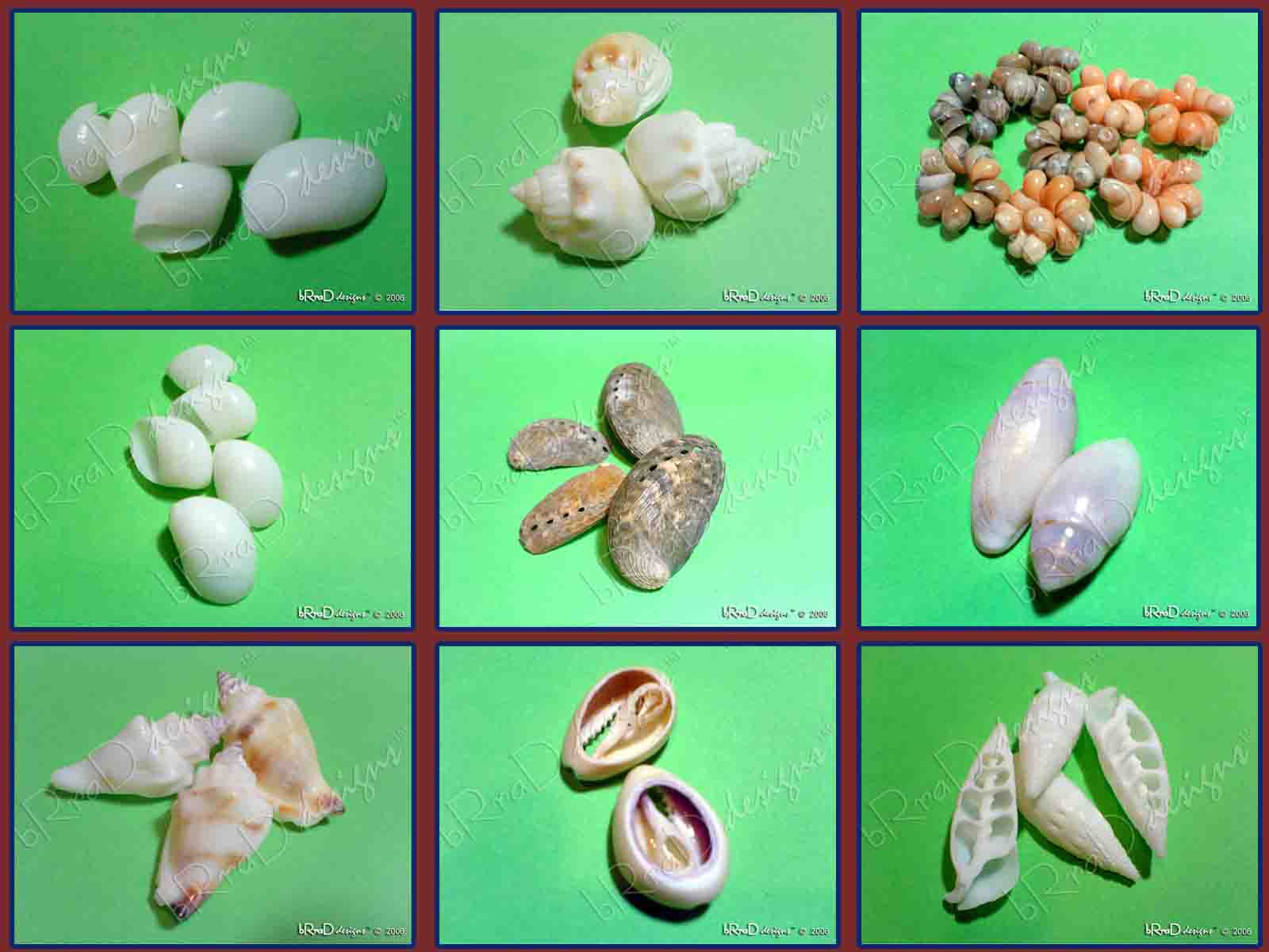 sea shells