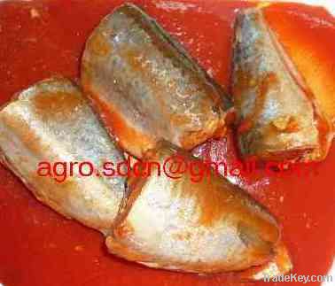 canned mackerel in tomato sauce