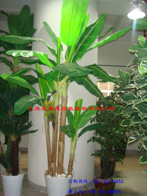 artificial Japanese banana tree