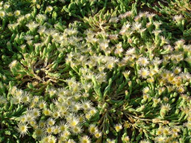 Sceletium Tortuosum ( Kanna) New harvest