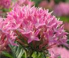 red clover extract