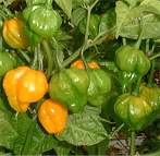 Scotch Bonnet Peppers